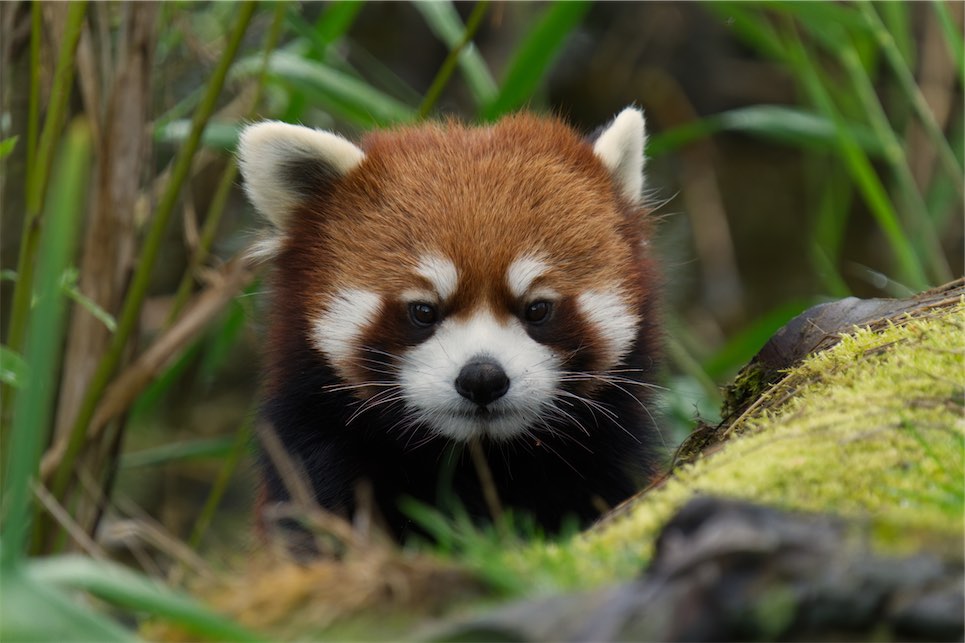 Red Panda 0506